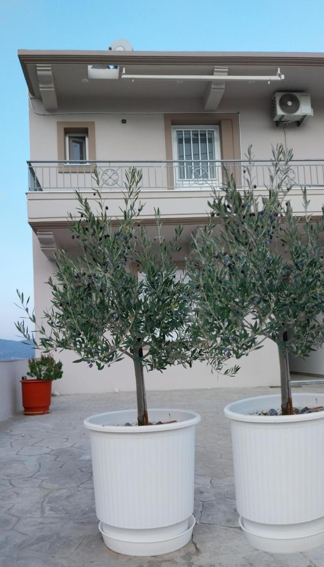 Katelia'S Apartments Αλμυροπόταμος Εξωτερικό φωτογραφία
