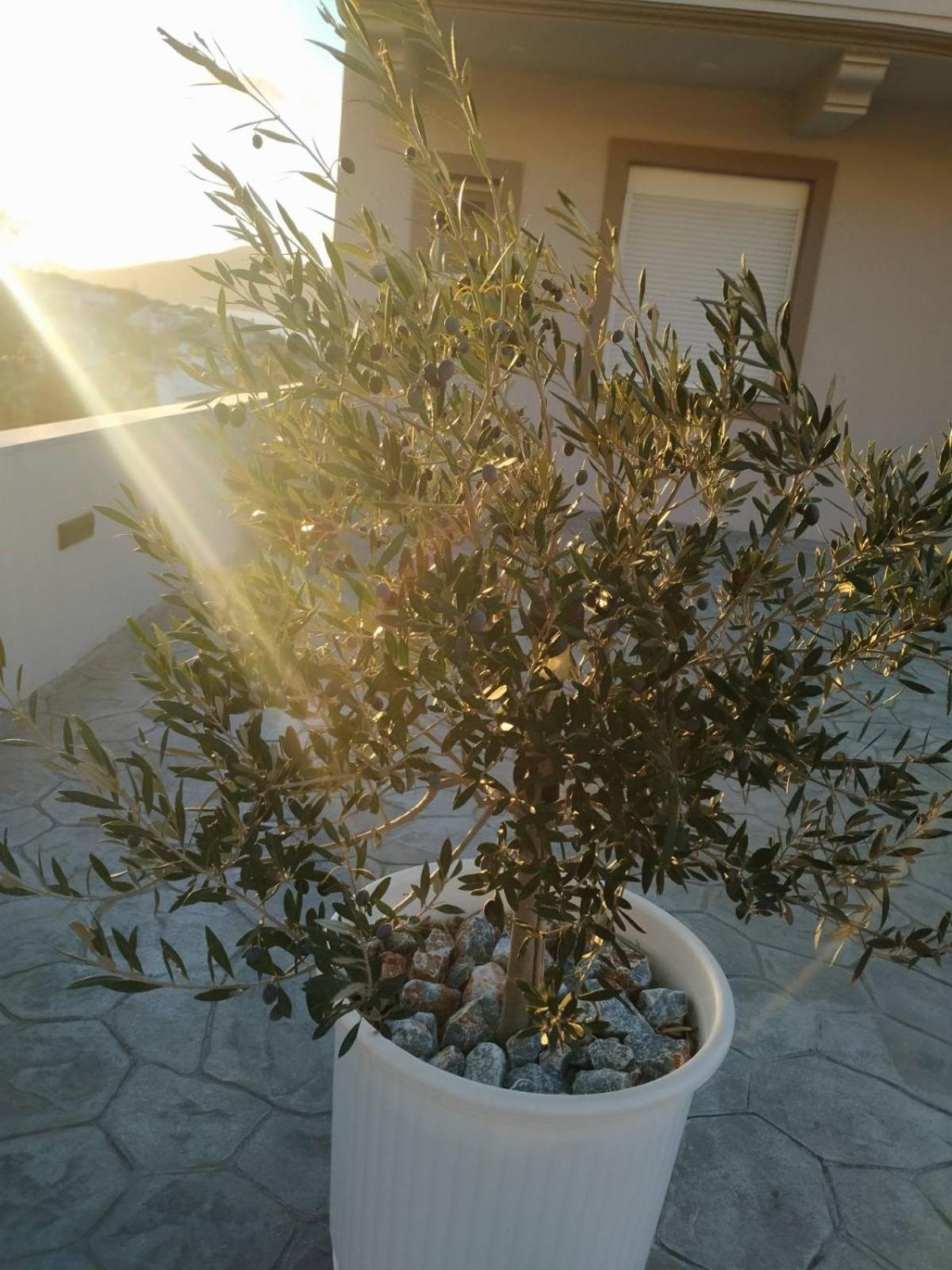 Katelia'S Apartments Αλμυροπόταμος Δωμάτιο φωτογραφία